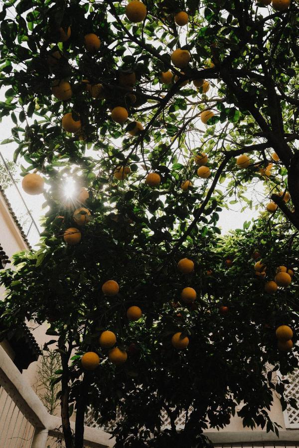 Riad Maison 24 มาร์ราเกช ภายนอก รูปภาพ